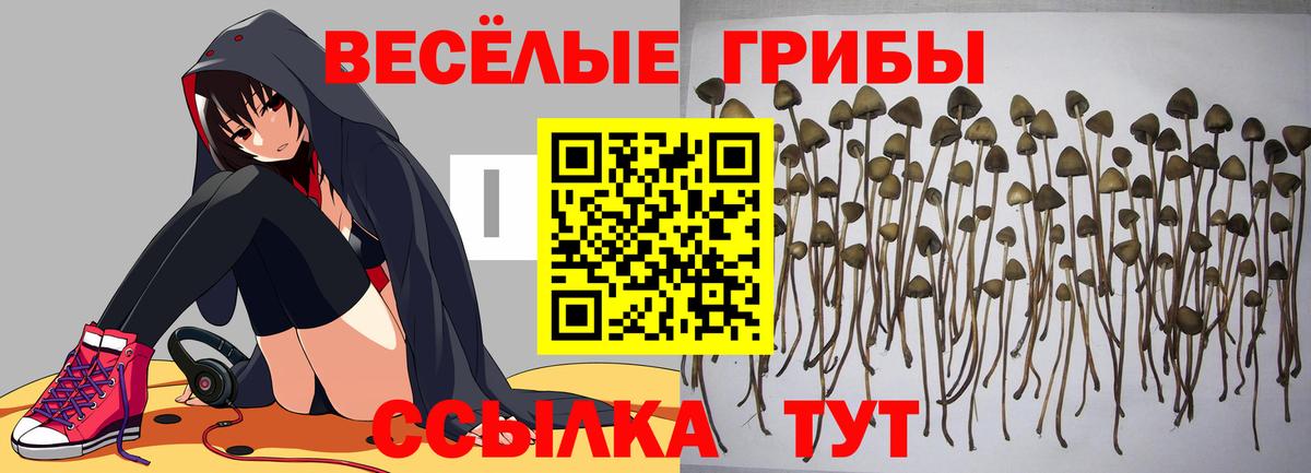 Псилоцибиновые грибы Psilocybe Канаш